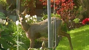 Deer in garden- click for photo gallery
